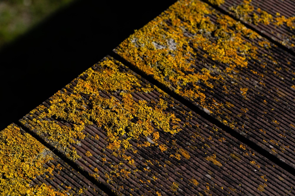 yellow and brown lichen on the wooden surface